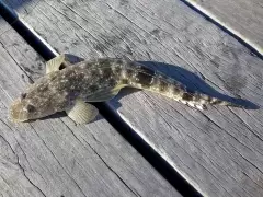 Small dusky flatty,..released