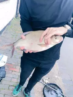 2lb bream