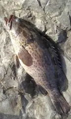 Marina Mall Breakwater Fishing 08Sept2017