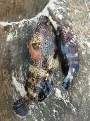 Grouper fishing at sifa