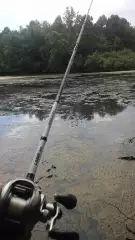 i throw frogs all day