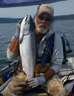 Coho Salmon