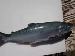 Coho salmon