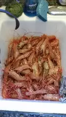 Spot shrimp