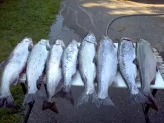 Coho salmon