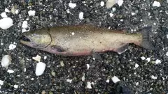 Chinook salmon