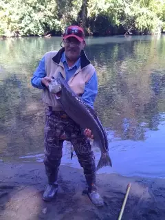 Chinook salmon