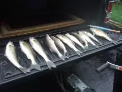 walleye