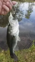 buzzbait action