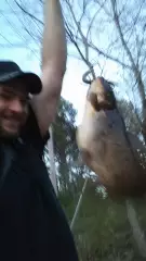 a fat cat