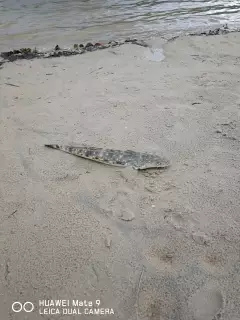 Dusky Flathead
