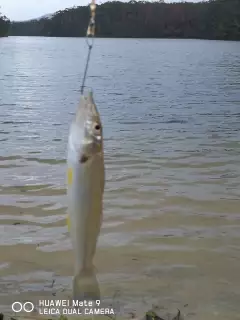 Whiting