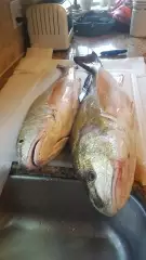Looks like fish for lunch