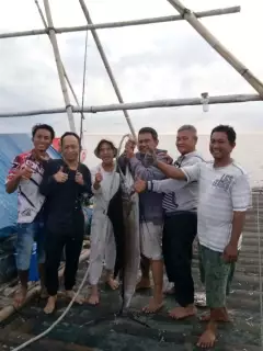 sailfish, ikan layaran