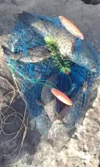 Lulu Fishing Escapade 10Nov2017