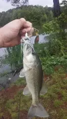 good dink