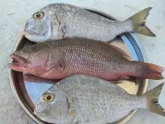 Mangrove jack and white koffer