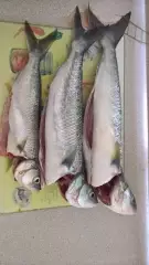 Australian Salmon