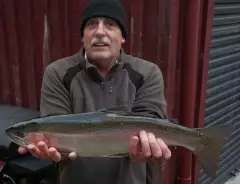 NZ Rainbow Trout