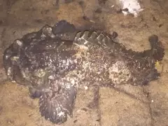 Caught Sydney harbour