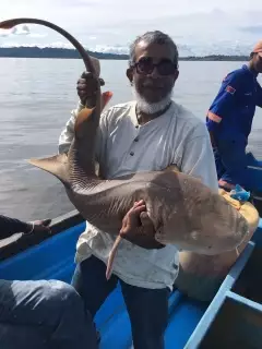 50lb shark