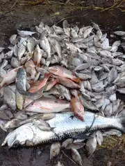 Nice catch