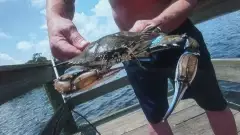 Monster Blue Crab Jacksonville Florida