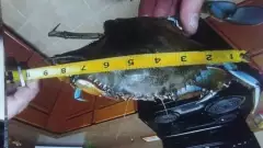 Monster Blue Crab Jacksonville Florida