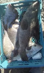 Fred Must Be Crazy in Fishing Abu Dhabi_19Jan2018