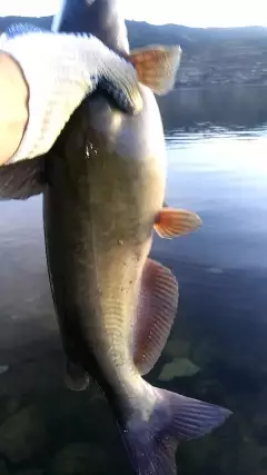 Big Fish #2 2018 SB California