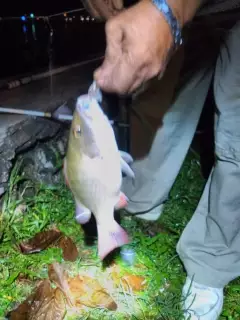 Low tide catch