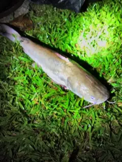 Nice catch