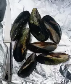New Zealand Green Shell Mussels
