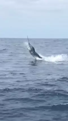 Marlin where hungry