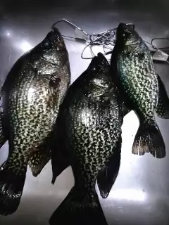 Crappie are in!