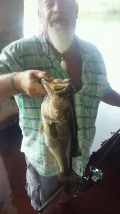 Fat bass!