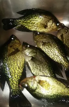 Crappie are in!