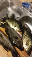 Nice bunch of crappie abd  bass