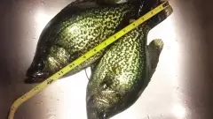 Tasty crappie