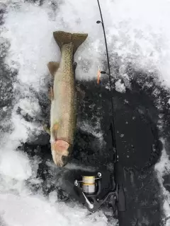 Mamitt lake 16"Rainbow