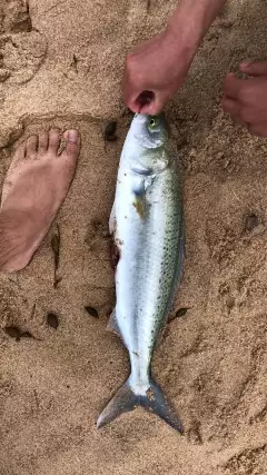 Australia salmon