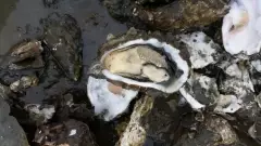 pacific oysters