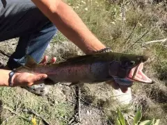 My first trout on a fly