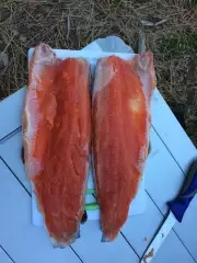 amazingly red rainbow trout fillets
