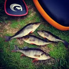 todays perch fishing at lake Mahinapua, Westcoast New Zealand