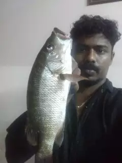 Mangrove jack
