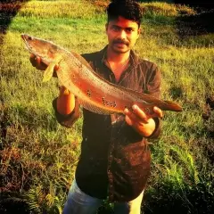 Channa marulius(snake head)