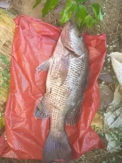 Mangrove jack(chempalli)