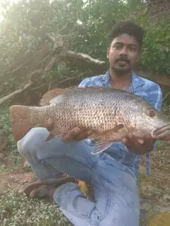 Mangrove jack