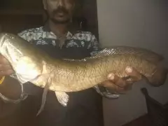 Snakehead(murrel)channa striata